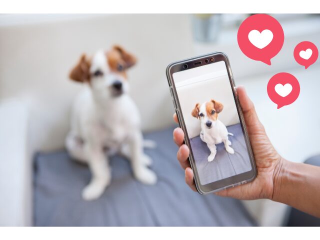 スマホで犬の写真を撮影